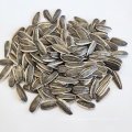 High Quality Sunflower Seed 5009  Market Price For Sale with Export Sunflower Seeds